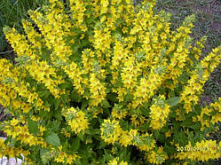 Вербийник точковий (Lysimachia punctata)