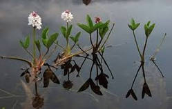 Вахта трилиста (Menyanthes trifoliata)
