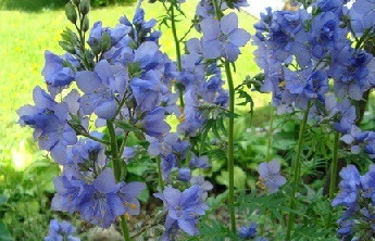 Синюха голубая