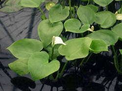 Калла болотяна (Calla palustris)