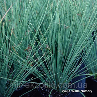 Ситник сизый (Juncus glauca) - фото 1 - id-p518019674