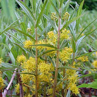 Вербейник кистьовий (Lysimachia thyrsiflora)