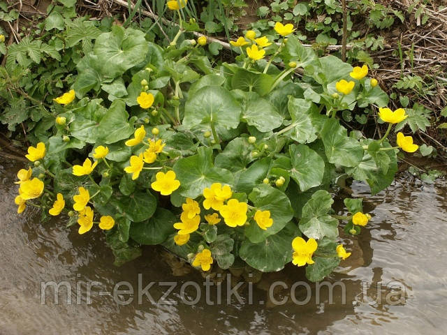 Напівжорстка болотна (Caltha palustris)