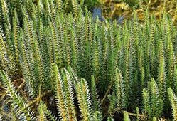 Водяна сосонка (хвостник) (Hippuris vulgaris)