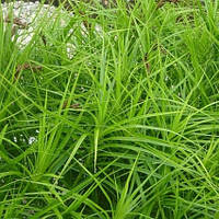 Осока пальмолична (Carex muskingumensis)