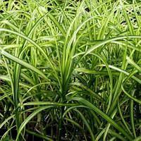 Осока пальмолистная пестрая(Carex muskingumensis Variegata)