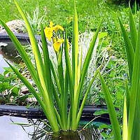 Ірис аіроподібний Variegata (Iris pseudacorus «Variegata»)