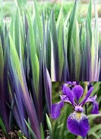 Ірис різнобарвний Дарк Аура ( Iris versicolor Dark Aura)