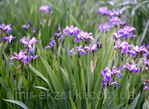 Ірис версиколор (Iris versicolor)