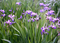 Ірис версиколор (Iris versicolor)