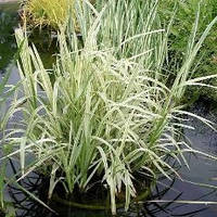 Манник великий строкатий, варієгатний (Glyceria maxima Variegata)