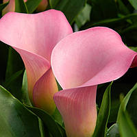 Бульби Кала Slow (1 шт.)