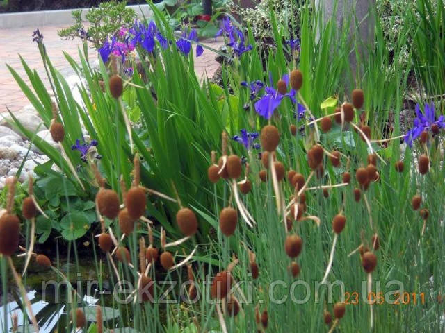 Рогіз малий (Typha minima)