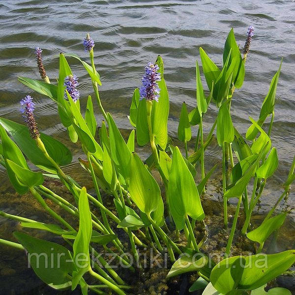 Понтедерія серцелиста (Pontederia cordata)