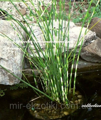 Очерет Табернемонтана Зебрина (Scirpus tabernaemontani Zebrinus)