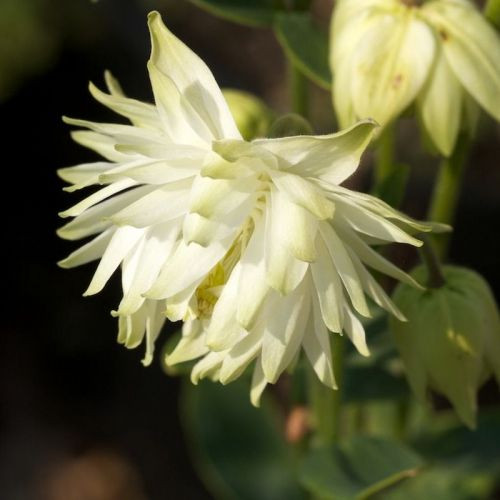 Саджанці АКВІЛЕГІЯ White Barlow