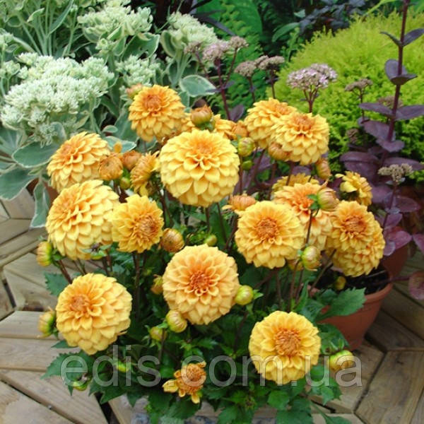 Жоржина низькоросла Gallery Vermeer