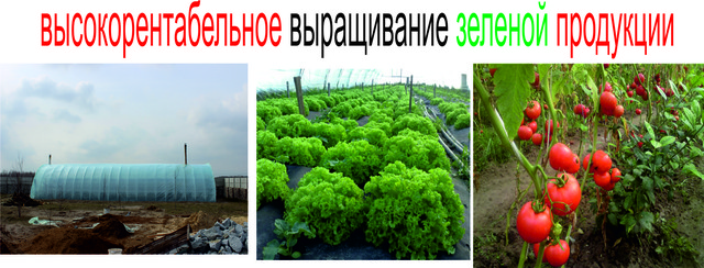 выращивание зеленой продукции высокорентабельное выращивание зеленой продукции