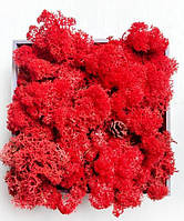 Червоний. Скандинавський Мох Ягель Стабілізований 0,500 kg