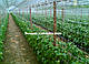 Сітка огіркова, для огірків (шпалерна). "Україна" 1.7х500м. - фото 8 - id-p642456545