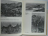 Вітров І. Південна паралельність (б/у)., фото 6