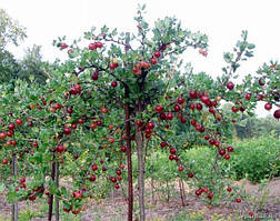 Саджанці агрусу штамбового Каптиватор