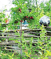 Саджанці агрусу штамбового Високий замок