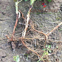 Зелена кропивка малини сорт Джоан Джей (100% приживлюваність)