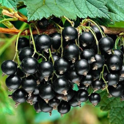 

Ароматизатор Черная смородина 20грамм