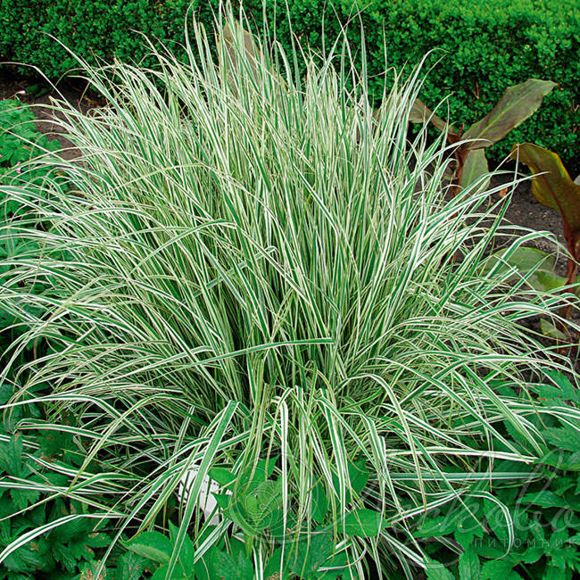 

Вейник остроцветковый, Calamagrostis acutiflora