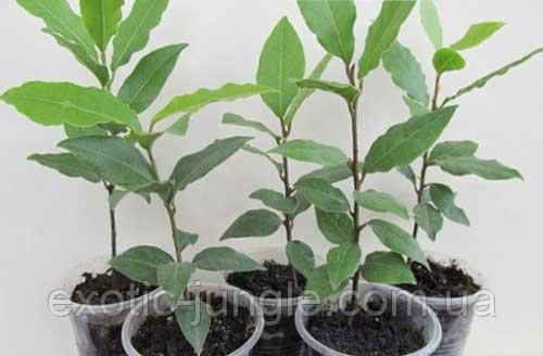 Лавр благородний (Laurus nobilis) 10-20 см. Кімнатний, фото 1