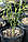 Понцирус трехлисточковий (Citrus trifoliata, Poncirus trifolita) до 20 см., фото 4