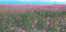 Насіння трава еспарцет медоносний 15 кг Fazenda