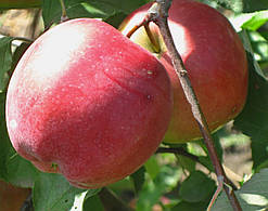 Саджанці яблуні Лігол. (Б7-35). (вв). Зимовий сорт