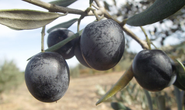 Оливки и маслины. Польза и вред. Чем отличаются оливки от маслин. Статьи  компании «www.eko-bazar.com»
