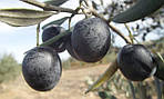 Оливки і маслини. Користь і шкода. Чим відрізняються оливки від маслин
