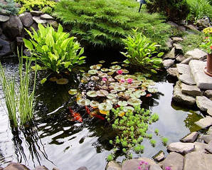 Догляд за ставками, аксесуари, біопрепарати