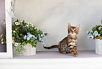 Котёнок бенгальский чистокровный, ласковый красавчик и урчун