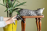 Мальчик Саванна Ф5 в разведение (кот для вязки Саванна Ф5) питомник Royal Cats