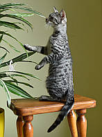 Кошечка Саванна Ф5, крупная, четкое пятно, питомник Royal Cats