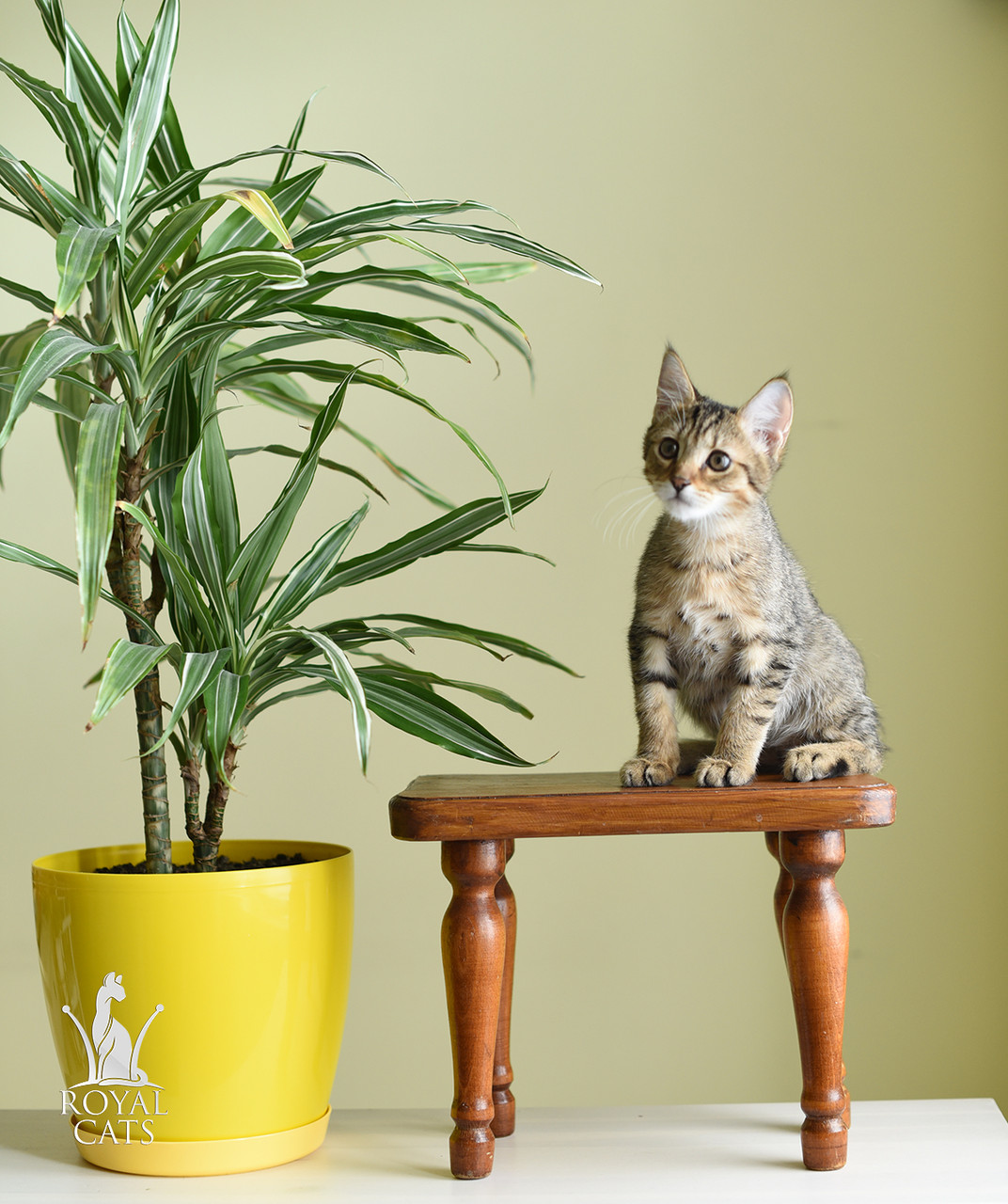 Котёнок Чаузи Ф2 от очень крупных производителей, питомник Royal Cats - фото 5 - id-p522314131