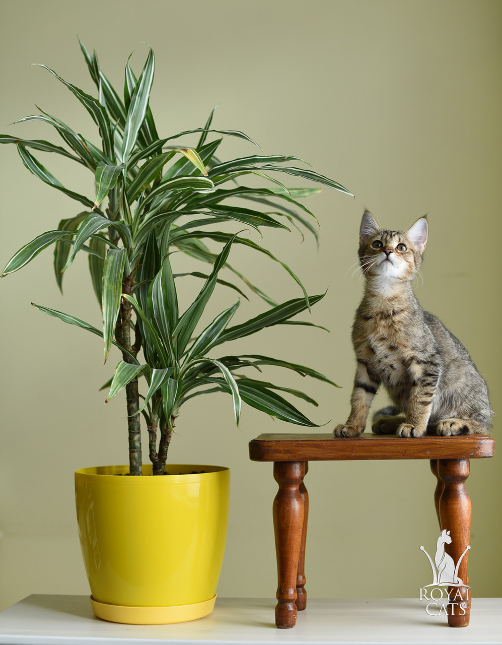Котёнок Чаузи Ф2 от очень крупных производителей, питомник Royal Cats - фото 7 - id-p522314131