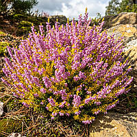Саженцы Вереска Девид Хагенаарс (Calluna vulgaris David Hagenaars) P9