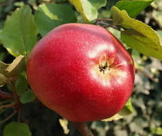 Яблуня Делічія. (54-118). Осінній сорт.