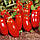 Насіння томату Ред Хантер (Німеччина), 1г, фото 3
