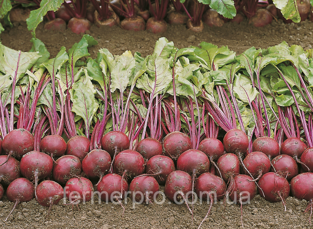 Буряк Пабло F1 10000 насіння Bejo, фото 1