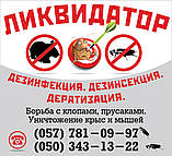 Боротьба з шершнями в Харкові, фото 2