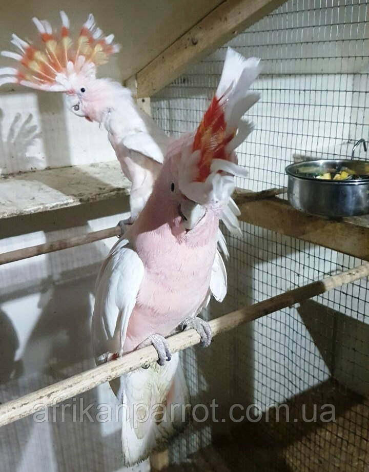Какаду Iнка