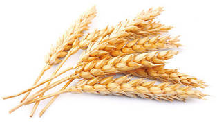 Продукты из пшеницы