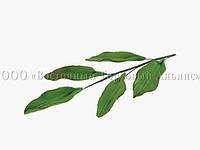 Цветы из мастики - Веточка листьев обычная L150